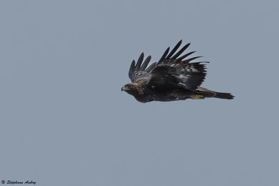 Aigle royal, Aquila chrysaetos