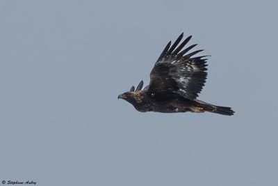 Aigle royal, Aquila chrysaetos