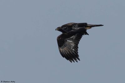 Aigle royal, Aquila chrysaetos