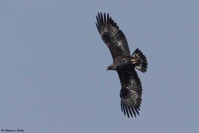 Aigle royal, Aquila chrysaetos