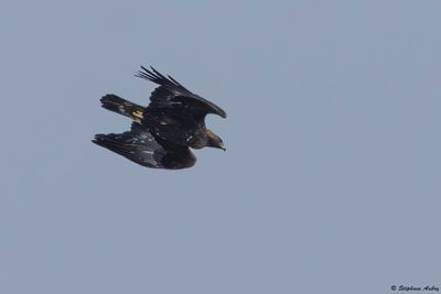 Aigle royal, Aquila chrysaetos
