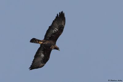 Aigle royal, Aquila chrysaetos