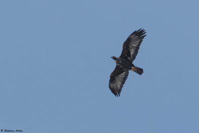 Aigle royal, Aquila chrysaetos
