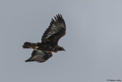 Aigle royal, Aquila chrysaetos