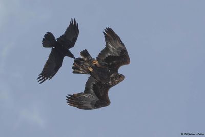 Aigle royal, Aquila chrysaetos