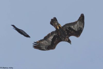 Aigle royal, Aquila chrysaetos