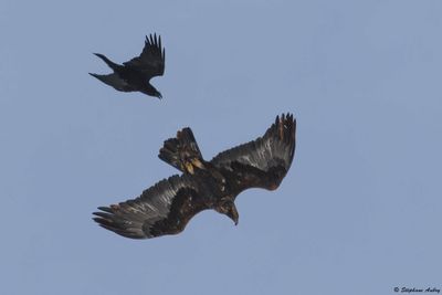 Aigle royal, Aquila chrysaetos