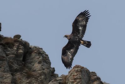 Golden Eagle / Aigle royal, Aquila chrysaetos, Berne-Fribourg, CH, 2024-25