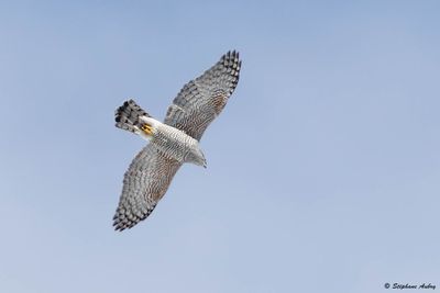 Autour des palombes, Accipiter gentilis