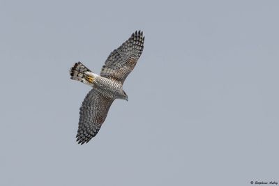 Northern Goshawk / Autour des palombes