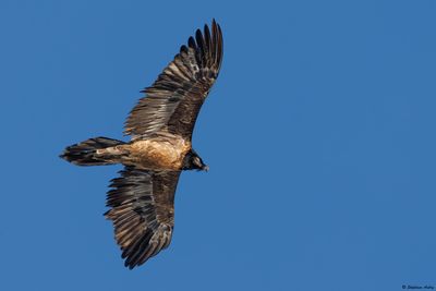 Ageing / Détermination de l'âge