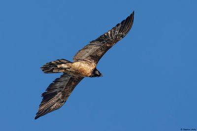 Bearded Vulture / Gypate barbu, Gypaetus barbatus, Valais, CH, 2025