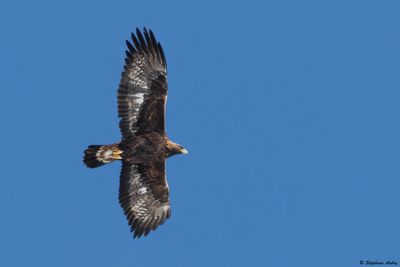 Aigle royal, Aquila chrysaetos