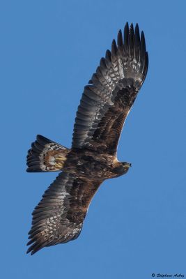 Aigle royal, Aquila chrysaetos