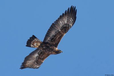 Golden Eagle / Aigle royal, Aquila chrysaetos, Valais, CH, 2025