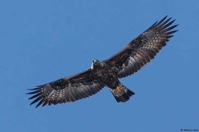 Aigle royal, Aquila chrysaetos