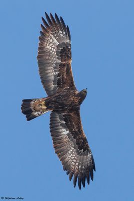 Aigle royal, Aquila chrysaetos