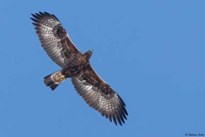 Aigle royal, Aquila chrysaetos
