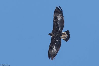 Aigle royal, Aquila chrysaetos