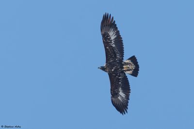 Aigle royal, Aquila chrysaetos