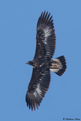 Aigle royal, Aquila chrysaetos