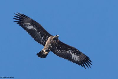 Aigle royal, Aquila chrysaetos
