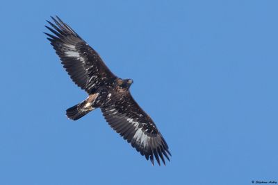 Golden Eagle / Aigle royal, Aquila chrysaetos, Valais, CH, 2025