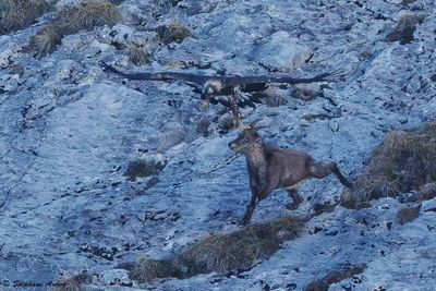 Aigle royal, Aquila chrysaetos VS Bouquetin des Alpes, Capra ibex