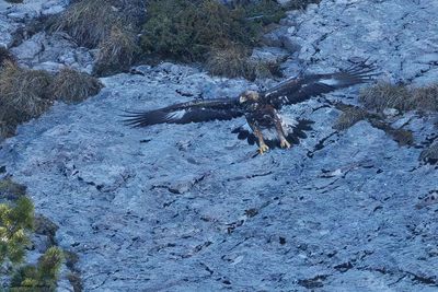 Aigle royal, Aquila chrysaetos VS Bouquetin des Alpes, Capra ibex