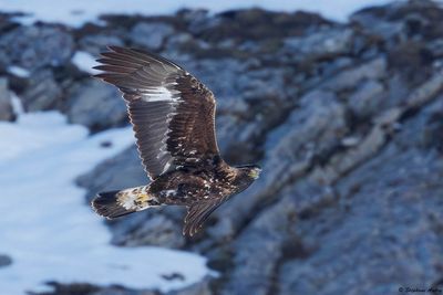 Golden Eagle / Aigle royal, Aquila chrysaetos VS Ibex / Bouquetin des Alpes, Capra ibex 2025
