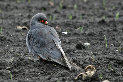 Faucon kobez, Falco vespertinus