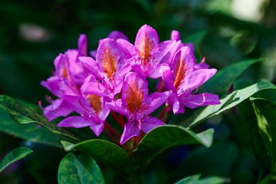 _R7A5969_f_12x8_100.jpg