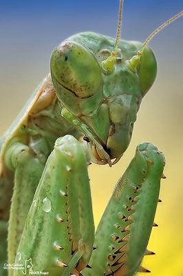 Mantis of Palearctic