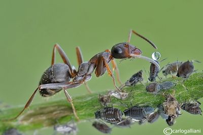 Life by Aphids and Ants