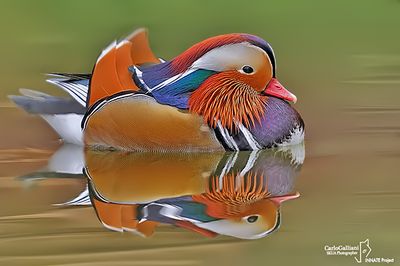 Anatra mandarina-Mandarin Duck (Aix galericulata) 