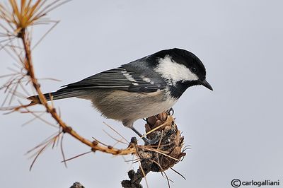 Cincia mora- Coal Tit(Periparus ater)