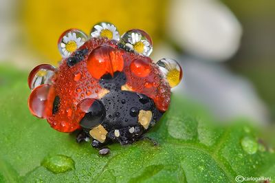 Coccinella septempunctata