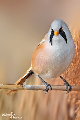 Basettino - Bearded reedling (Panurus biarmicus)