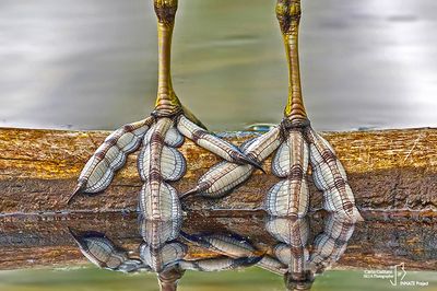 The feet of Folaga-Eurasian Coot (Fulica atra)