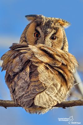 Gufo comune-Long-eared Owl (Asio otus)