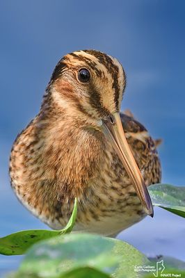 Frullino - Jack Snipe (Lymnocryptes minimus)