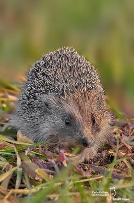 Riccio-European Hedgehog (Erinaceus europaeus )