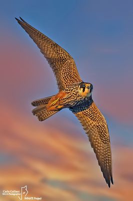 Lodolaio- Eurasian Hobby (Falco subbuteo)