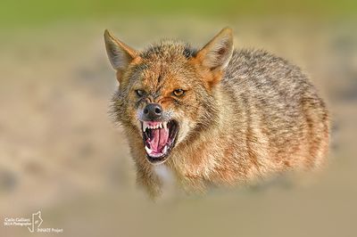 Sciacallo dorato -Golden jackal (Canis aureus)