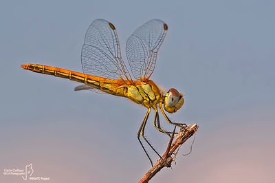 Sympetrum fonscolombi