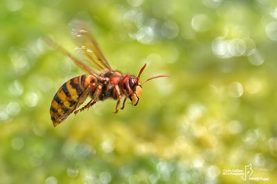 Calabrone - Hornet (Vespa crabro)