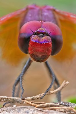 Strange faces    :  portrait  insects