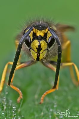 Vespula vulgaris