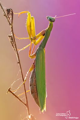 European mantis - Mantis religiosa