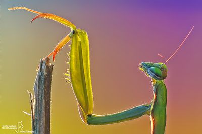 European mantis - Mantis religiosa
